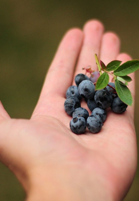 fruits micronutritifs